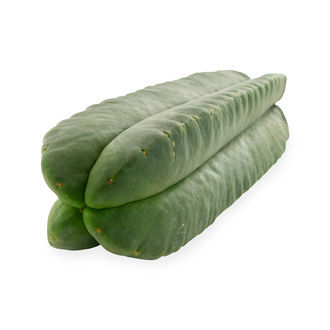 Super Pedro - 4 côtes (Echinopsis scopulicola)