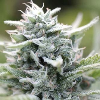 Magic Melon Automatic (Humboldt Seed Company) féminisée
