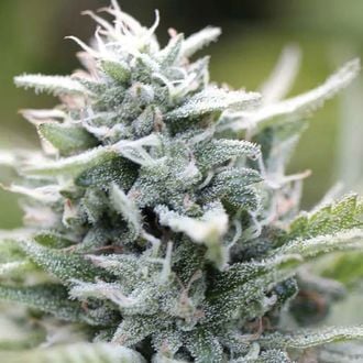 Magic Melon Automatic (Humboldt Seed Company) féminisée