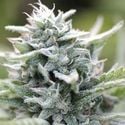 Magic Melon Automatic (Humboldt Seed Company) féminisée