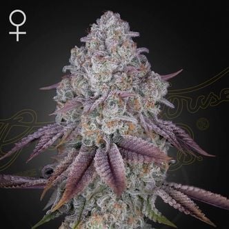 Persian Pie (Greenhouse Seeds) feminized