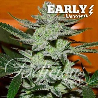 Unknown Kush - Early Version (Delicious Seeds) féminisée