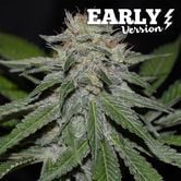 Critical Neville Haze - Early Version (Delicious Seeds) féminisée
