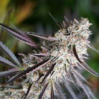 Peanut Butter Breath Fast Flowering (Humboldt Seed Organization) féminisée