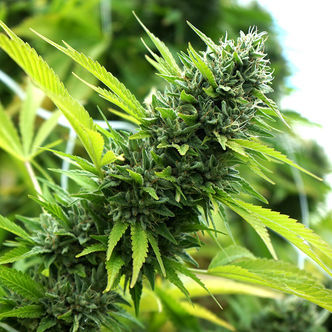 Banana Sapphire (Humboldt Seed Organization) féminisée