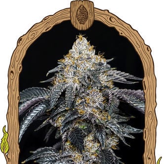 Quicklato Sherbet (Exotic Seed) féminisée