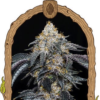 Quicklato Sherbet (Exotic Seed) féminisée