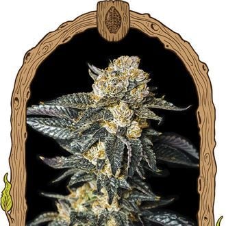 Zkittaberry Auto (Exotic Seed) féminisée