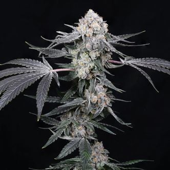 High Society (Compound Genetics) Feminized