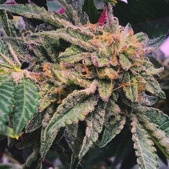 Alfajores (Purple City Genetics) féminisée