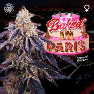 Baked In Paris (Perfect Tree) féminisée