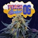 Peach Sherbert OG (Perfect Tree) féminisée