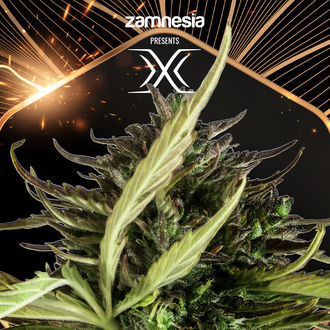 X (Zamnesia Seeds) Féminisée