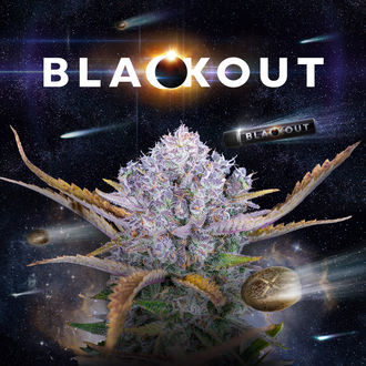 Blackout Auto (FastBuds x Zamnesia Seeds) féminisée