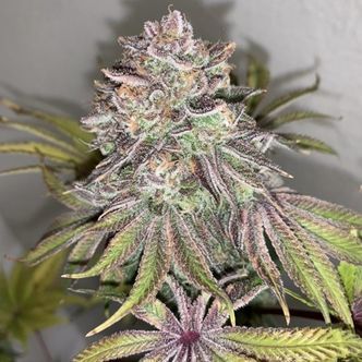 Limón Picón (Purple City Genetics) régulière