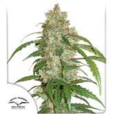 CBD Auto White Widow (Dutch Passion) féminisée