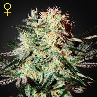 Arjan’s Strawberry Haze (Greenhouse Seeds) féminisée