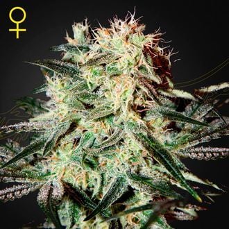 Arjan’s Strawberry Haze (Greenhouse Seeds) féminisée