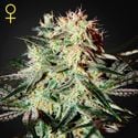 Arjan’s Strawberry Haze (Greenhouse Seeds) féminisée