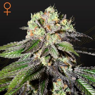 Caboose (Strain Hunters) féminisée