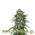 Saga (Super Strains) féminisée