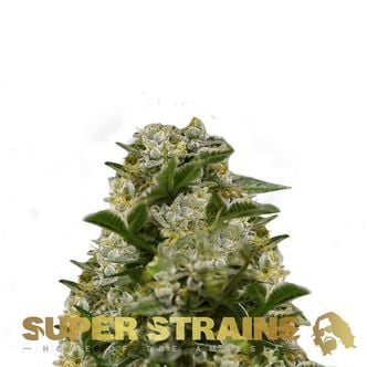 Ibiza Farmers (Super Strains) féminisée