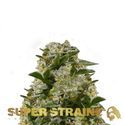 Ibiza Farmers (Super Strains) féminisée