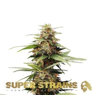 Hermana de la Noche (Super Strains) féminisée