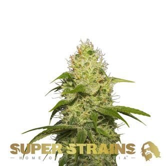 La Jefa (Super Strains) Féminisée