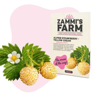 Graines de Fraisier des Bois - Yellow Cream (Fragaria vesca)