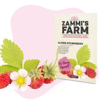 Graines de Fraisier des bois (Fragaria vesca)