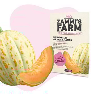 Melon 'Oranje Ananas' (Cucumis melo) Graines