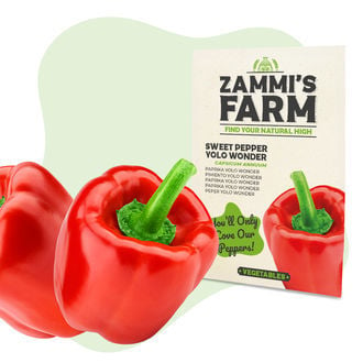 Graines de Piment Doux Yolo Wonder (Capsicum annuum)