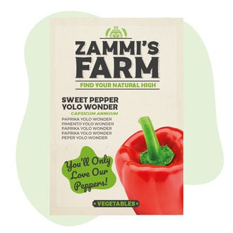 Graines de Piment Doux Yolo Wonder (Capsicum annuum)