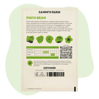 Graines de Haricot Pinto (Phaseolus vulgaris)