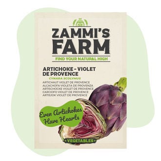 Graines d'Artichaut 'Violet de Provence' (Cynara Scolymus)