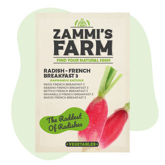 Graines de Radis 'French Breakfast 3' (Raphanus sativus)