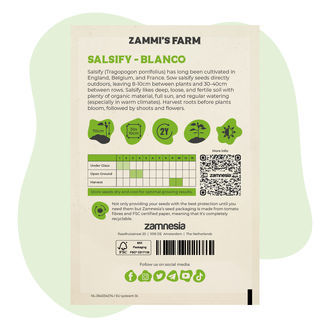 Graines de Salsifis 'Blanco' (Tragopogon porrifolius)