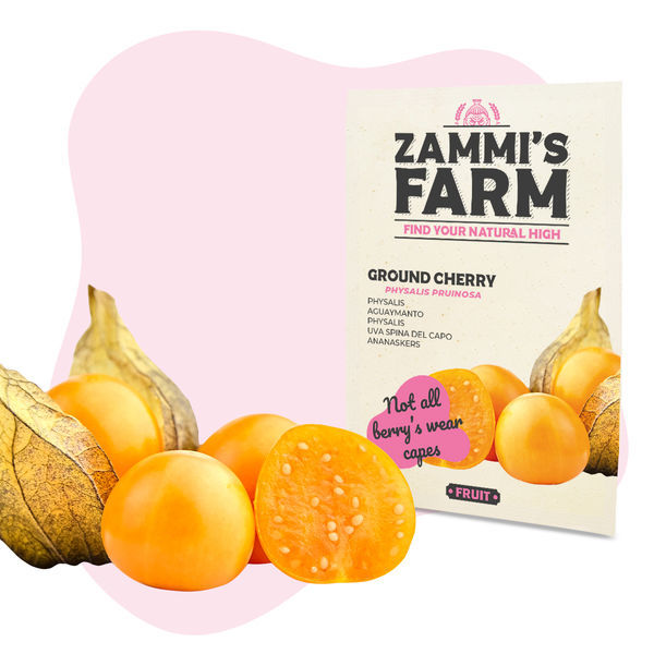 Graines De Coqueret Du Pérou (Physalis Peruviana) - Sachet De 100 Graines - SAFLAX - Pour Cultiver Vos Propres Fruits Enveloppés