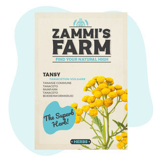 Graines de Tanaisie (Tanacetum vulgare)