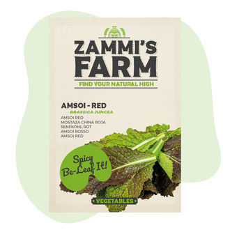 Graines d'Amsoi Rouge (Brassica juncea var.rugosa)