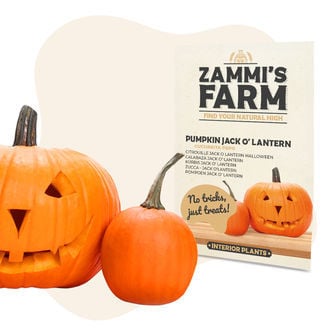 Graines Citrouille Jack O Lantern Halloween (Cucurbita pepo)