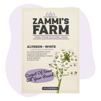 Graines d’Alysse (Lobularia maritima)