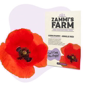 Graines de Coquelicot Single Red (Papaver rhoeas)