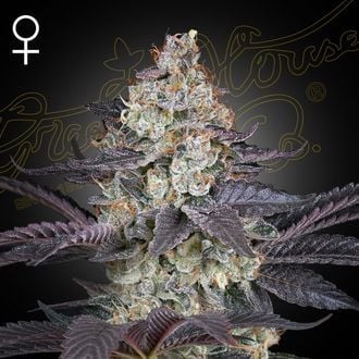 Ztrawberry (Greenhouse Seeds) féminisée