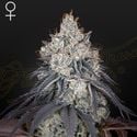 Lemon Orange (Greenhouse Seeds) féminisée