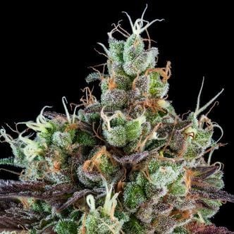 Sour Ripper (Ripper Seeds) Feminized