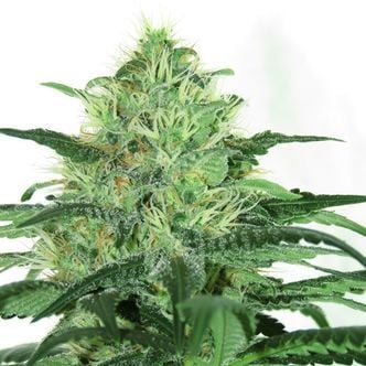 Sideral (Ripper Seeds) Feminized