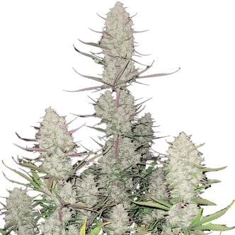 Tropicana Cookies Auto (FastBuds) féminisée