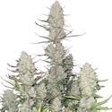 Tropicana Cookies Auto (FastBuds) féminisée
